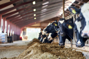 Pressure Is On Dairy Supply