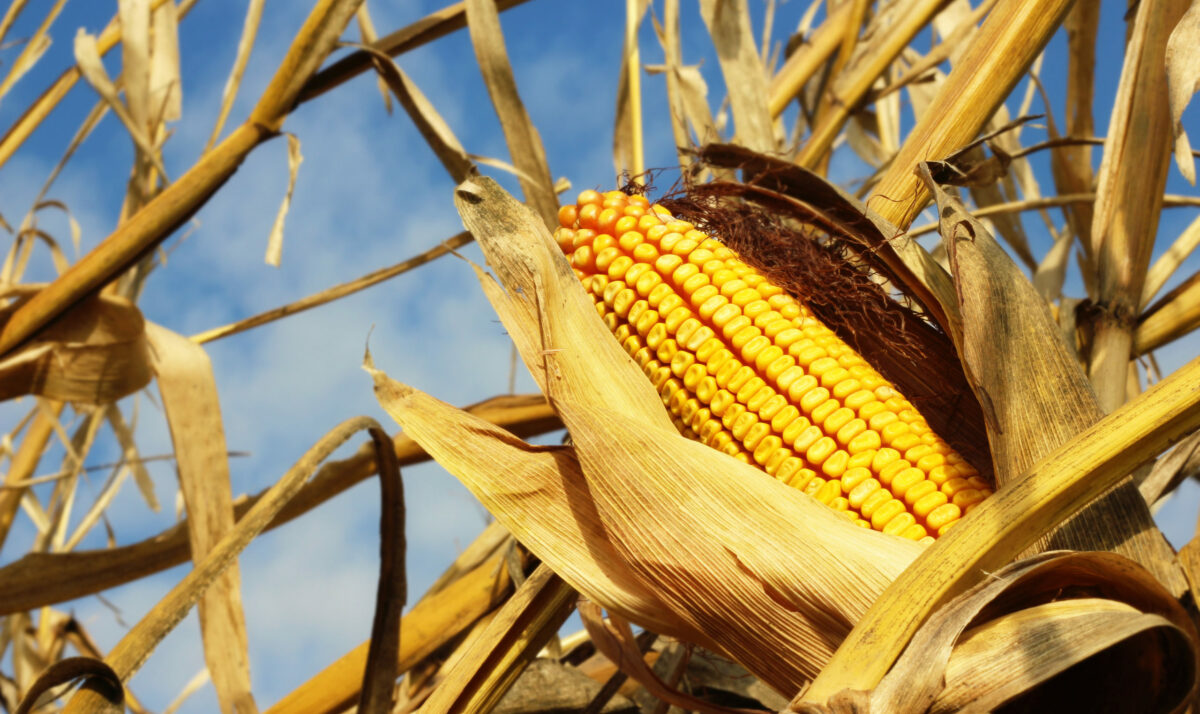 Mexico & GM Corn Saga Influences Wisconsin