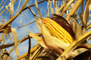 Mexico & GM Corn Saga Influences Wisconsin