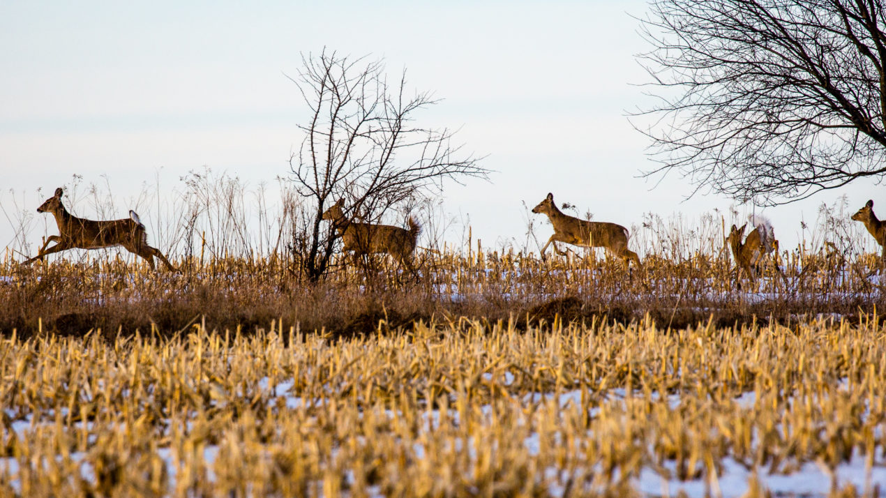DNR Suspects Lower Deer Harvest A Result Of Successful 2022 Hunt