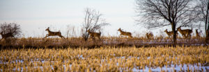CWD Confirmed In Harvested Oconto County Deer