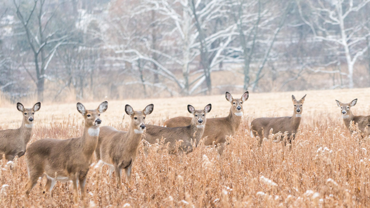 Waupaca County Sees First Wild CWD Detection