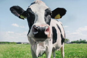 Adopt A Cow To Support Food Pantries