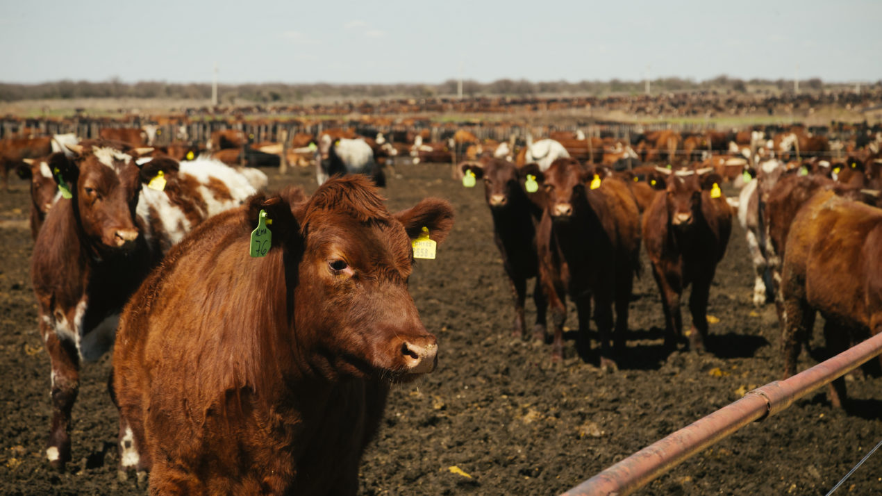 Fed Cattle Availability Projected To Decline