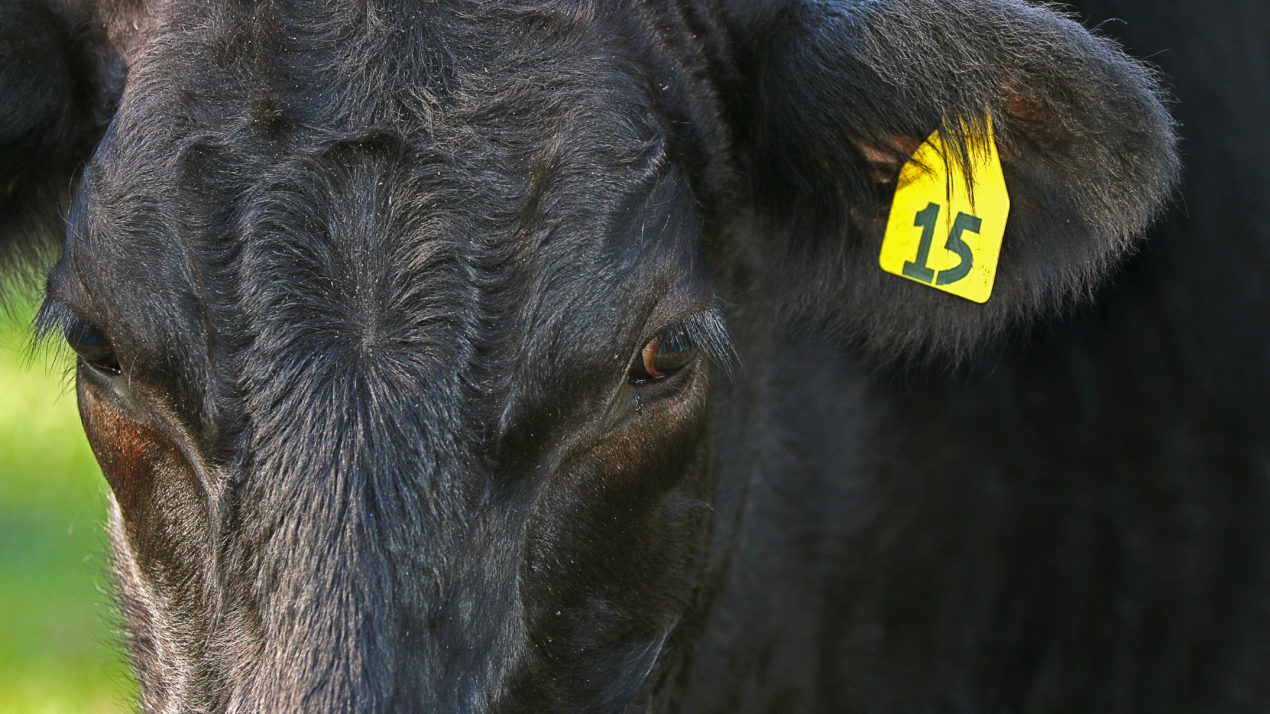 Renew Your Livestock Premise Registration