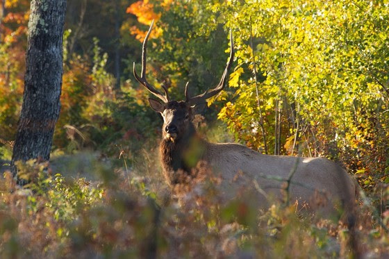 Four Hunters Experience WI Elk Hunting Season
