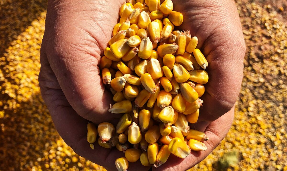 Corn Growers Name Yield Contest Winners