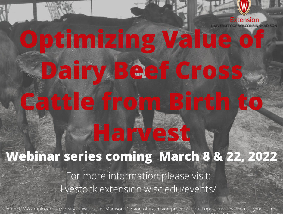 Webinar Series For Dairy-Beef Producers