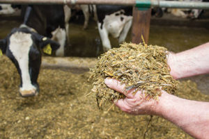 Wisconsin’s a National Leader in Corn Silage