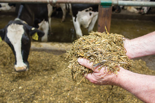 Wisconsin’s a National Leader in Corn Silage