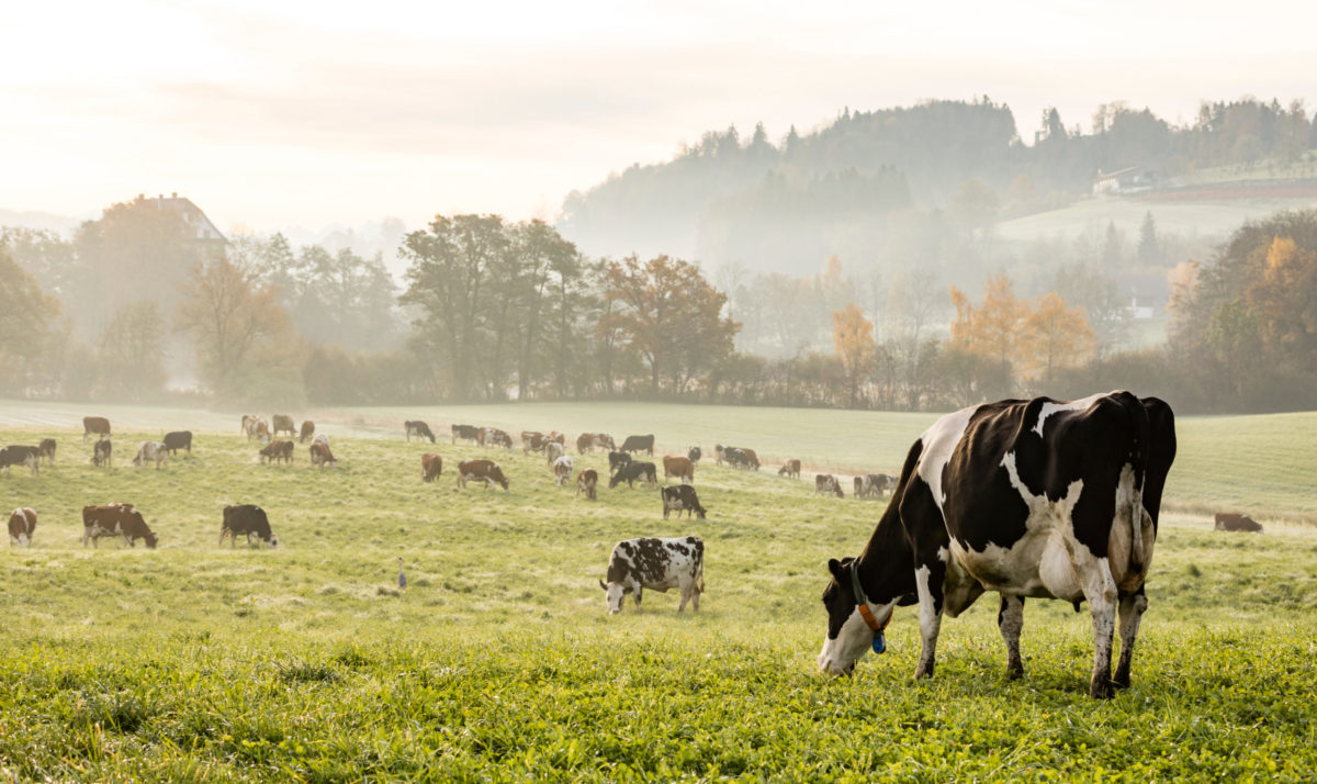 Grazing: Past, Present and Future