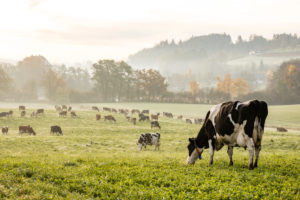 Grazing: Past, Present and Future