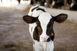 Organic Dairy Assistance Program Extended