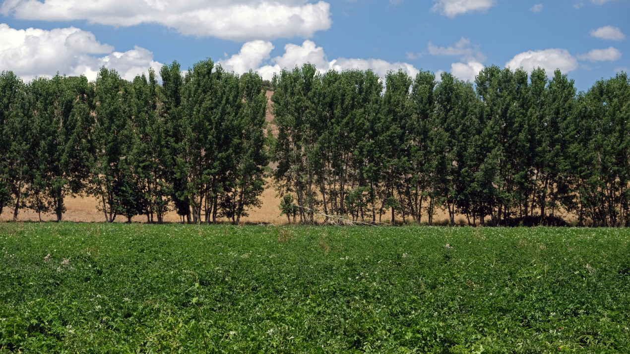 USDA To Conduct First-Ever Agroforestry Survey