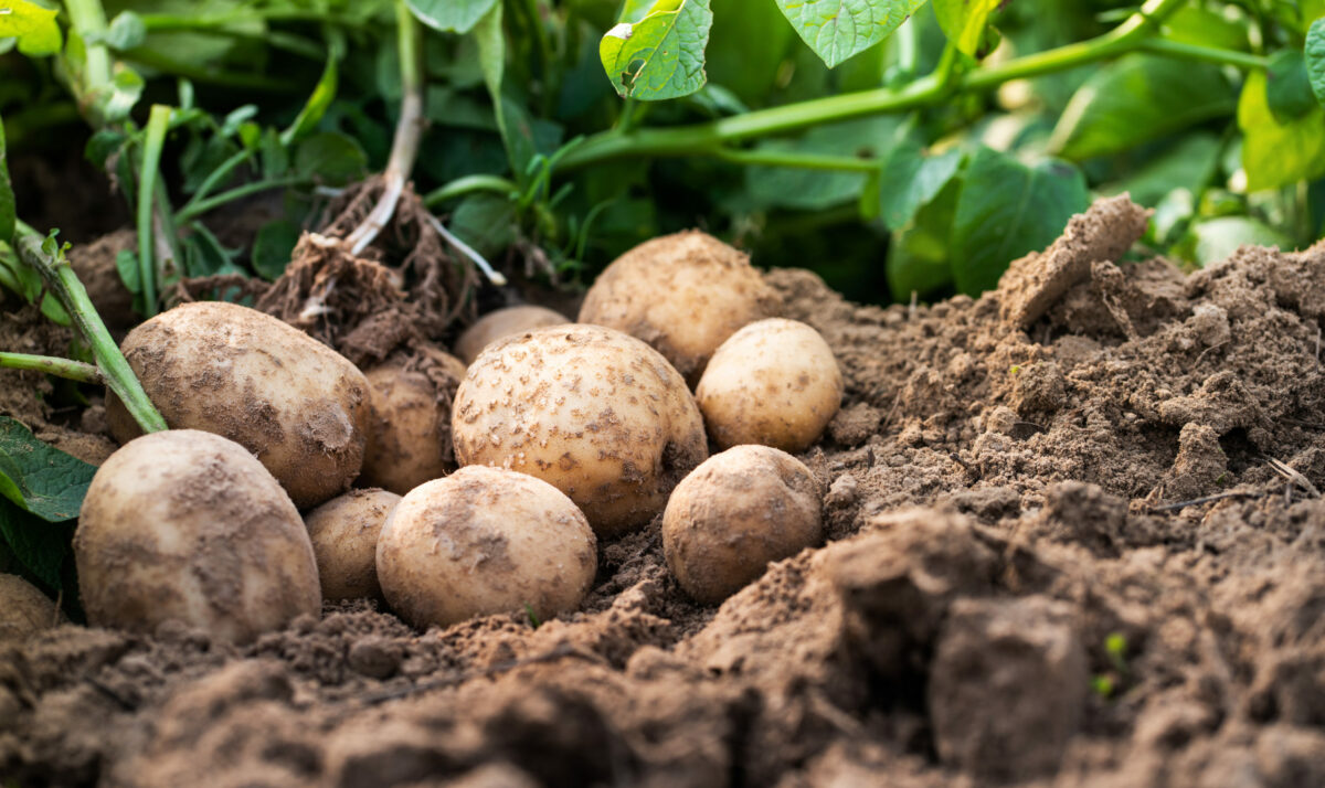 Potato Crop Saw Increased Value