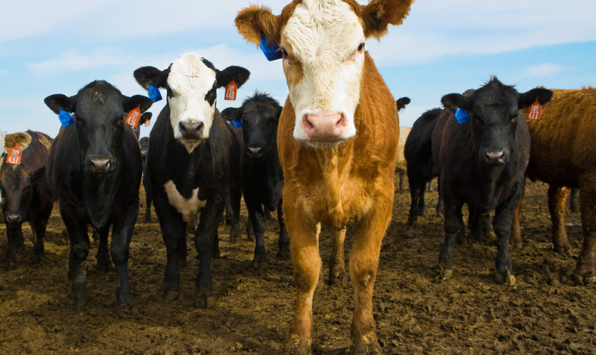 Lowest Feeder Cattle Numbers On Record