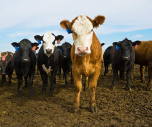 USDA Surveying Cattle Operations