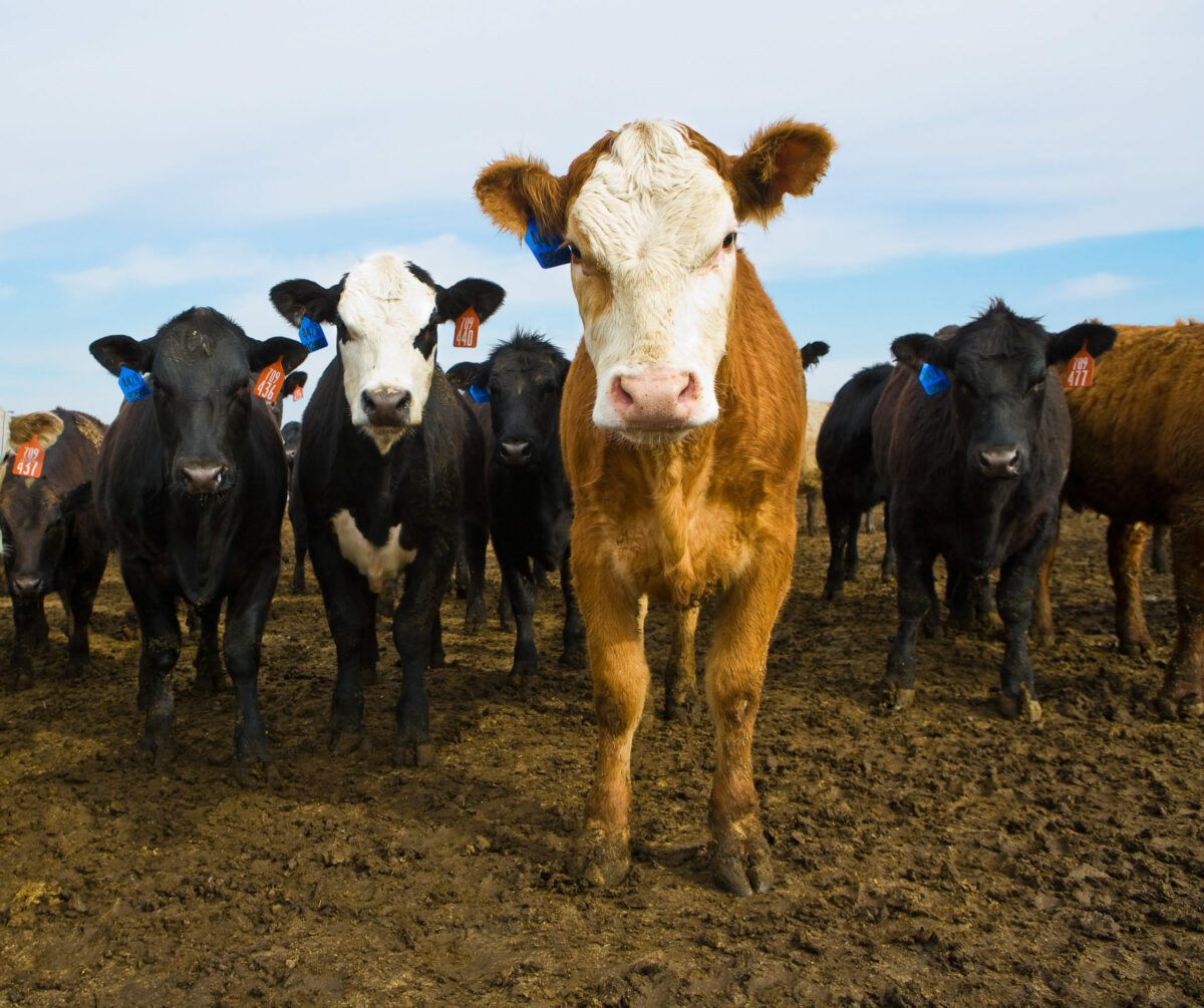 Farmers To Demonstrate LowStress Cattle Handling MidWest Farm Report