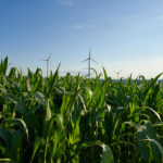 Green,Plant,Leaves,Of,A,Maize,(corn),Field.,Some,Wind