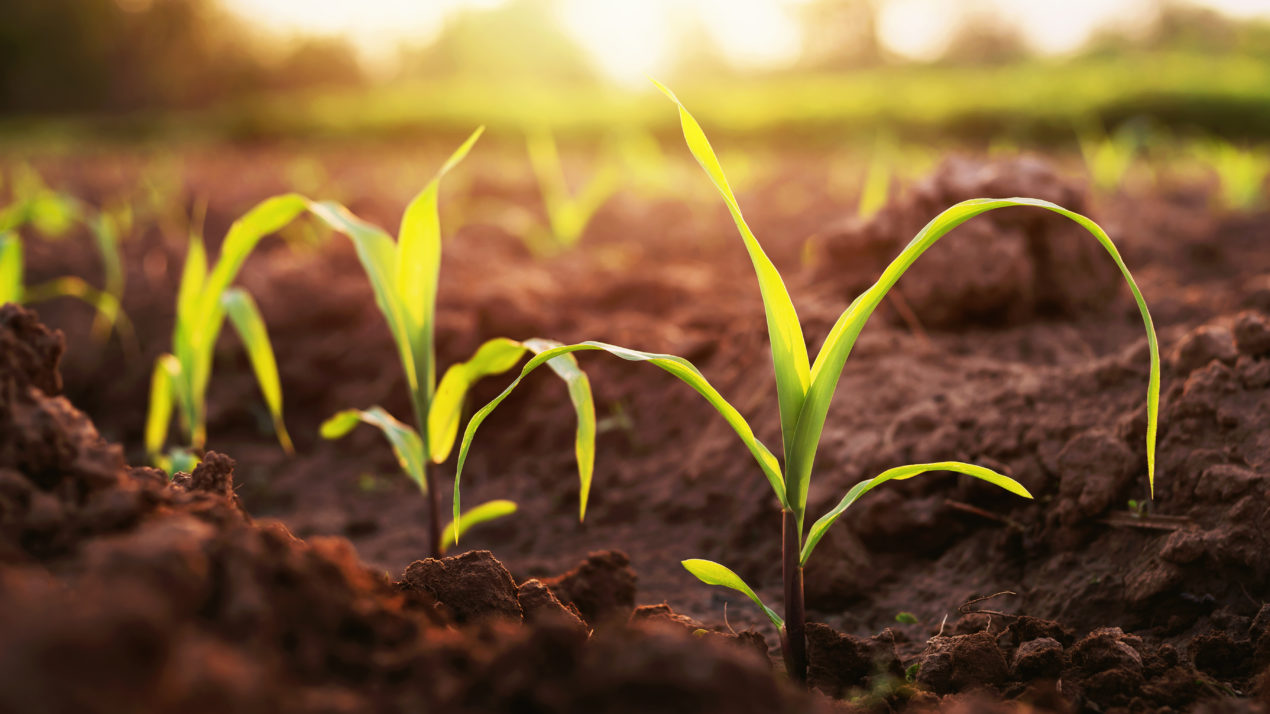 Maximizing Yields With Crop Protection