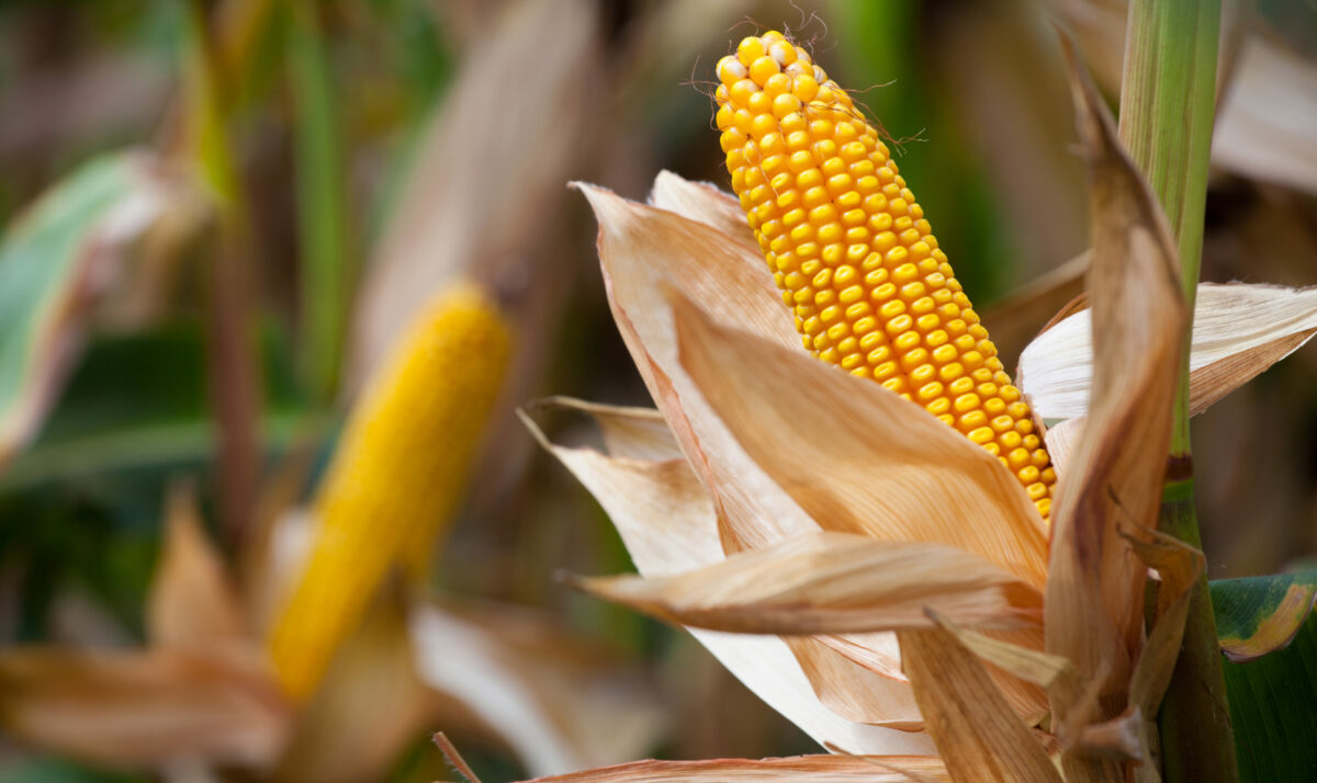 2021 Corn Yield Contest Winners Announced