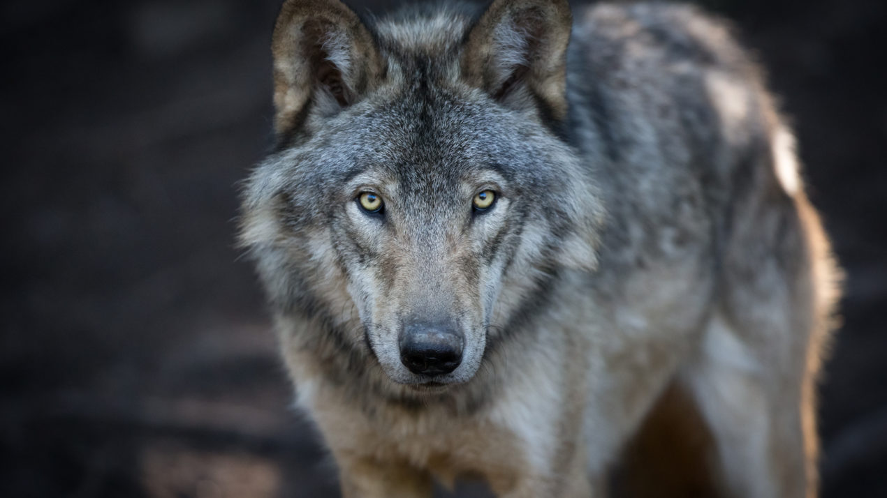 Gray Wolves Problem For Wisconsin Farmers