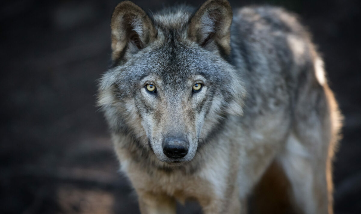 Want To Have A Say In Wolf Management?