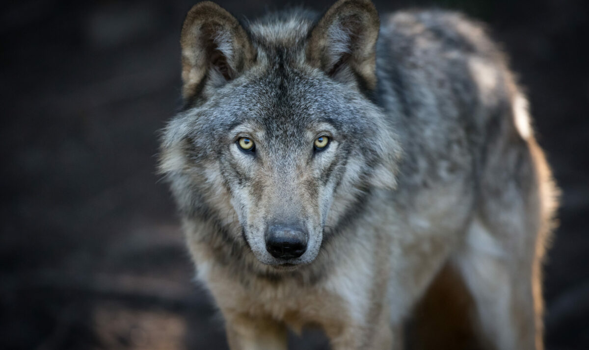 Gray Wolves Problem For Wisconsin Farmers