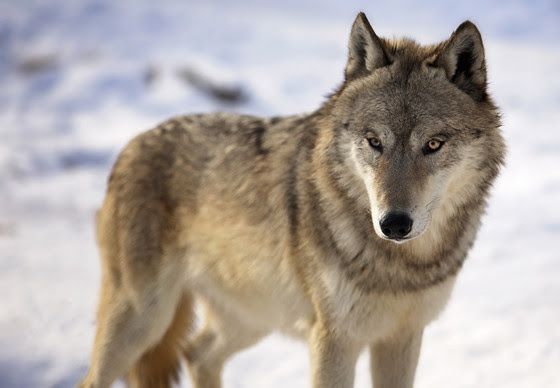 Wolves Return To The Federal Endangered Species List