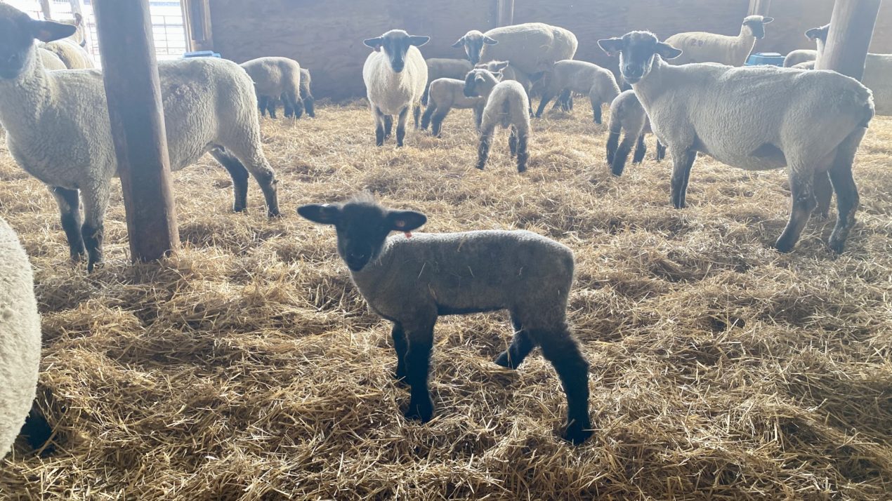 It's Lambing Season In Arlington - Mid-West Farm Report