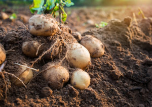 Potato Growers Report A Successful Harvest