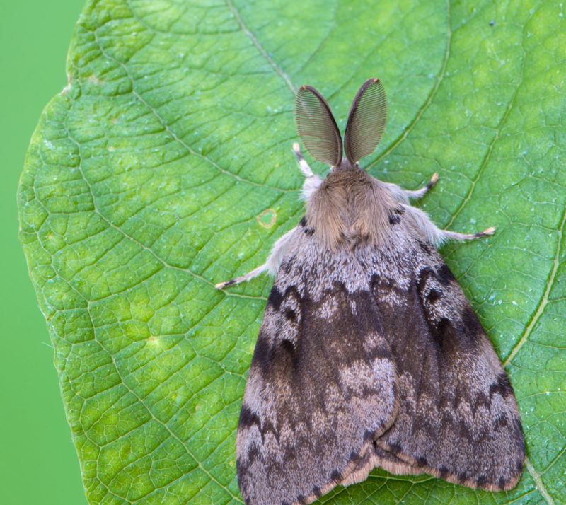 Invasive Moth Treatments Continue