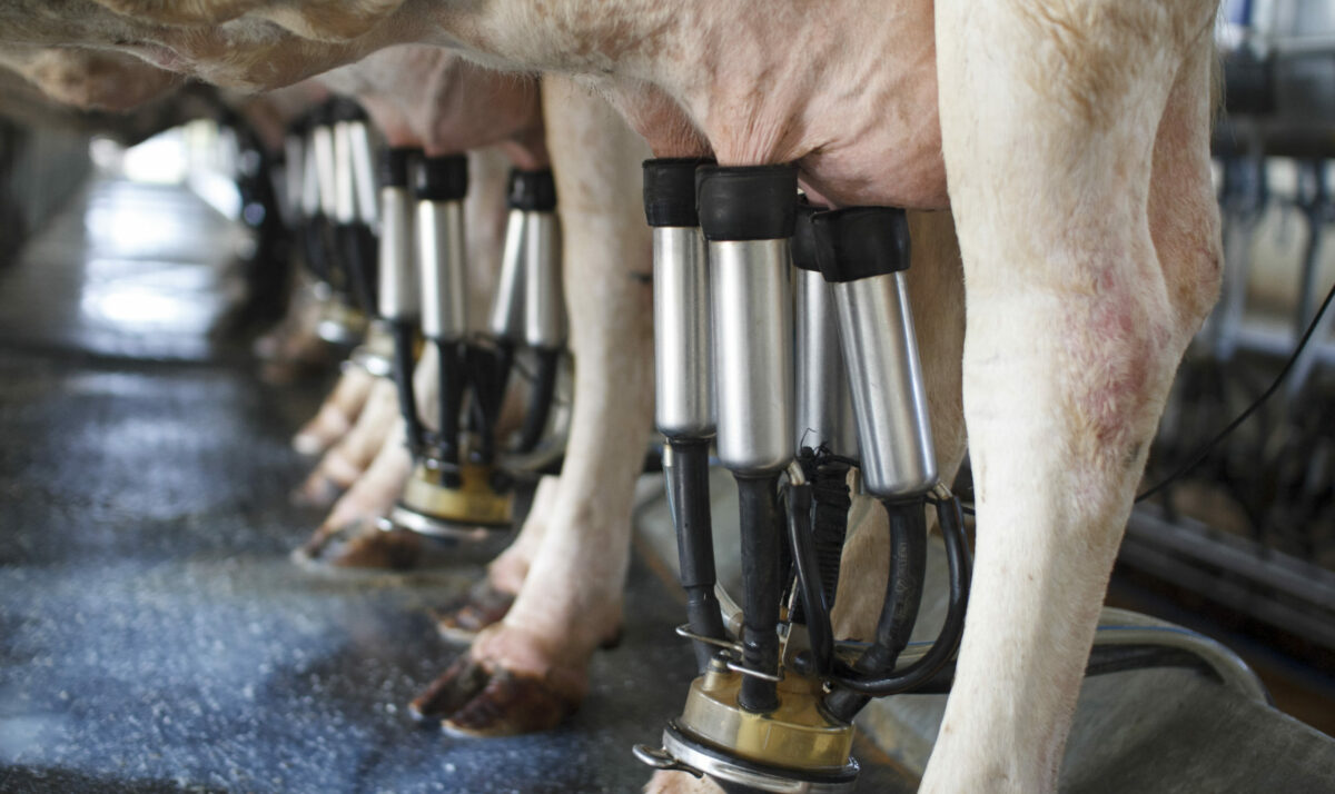 U.S. Milk Production Down Slightly, WI Up