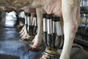 Milk Production On The Rise