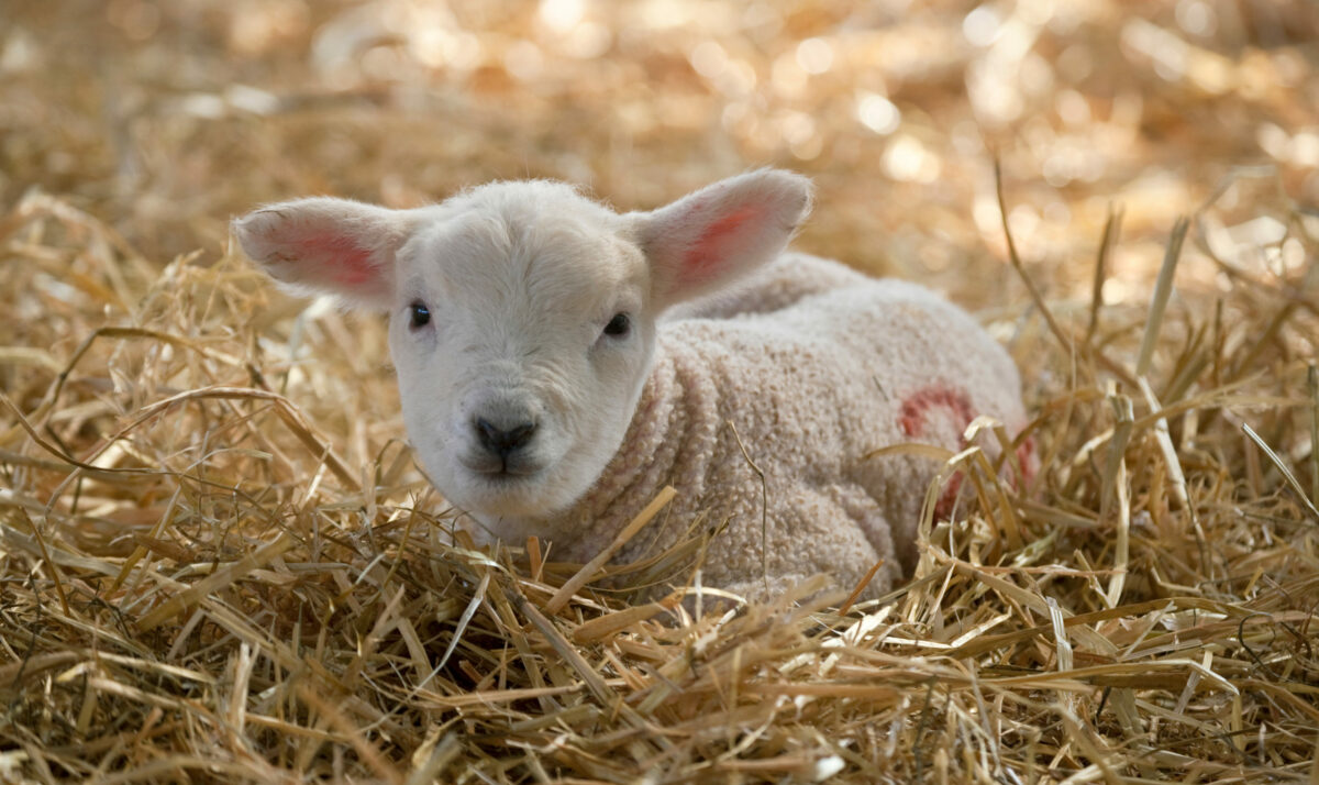 Registration Open For Lambing School