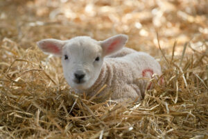Registration Open For Lambing School