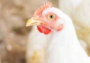 Avian Flu Still Dampens Poultry Numbers