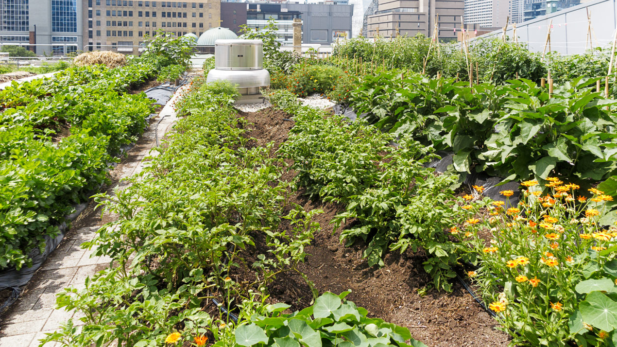 New Federal Advisory Committee for Urban Agriculture