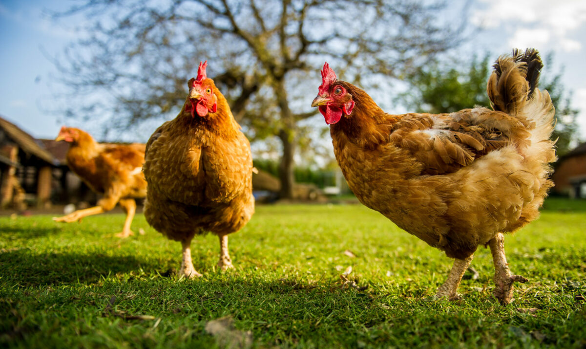 Poultry Numbers Continue To Decline