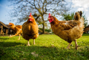 Avian Flu Detected In Two Counties