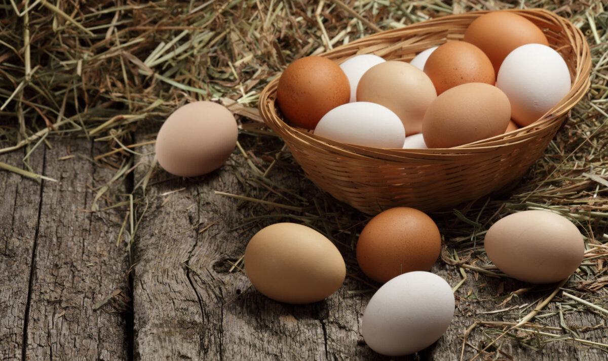 Egg Production Up