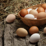 Egg Production Up 4 Percent