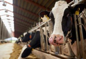 Events Rally Farmers, Push Dairy Policy Reform