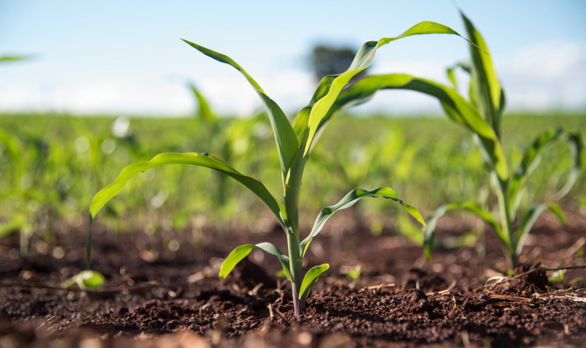 Warm, Dry Days Propel Wisconsin Fieldwork Forward