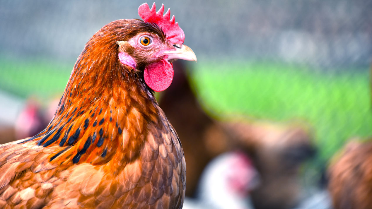 Avian Influenza Confirmed In Jefferson Co. Flock
