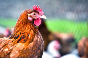 Avian Influenza In WI – Not Done Yet