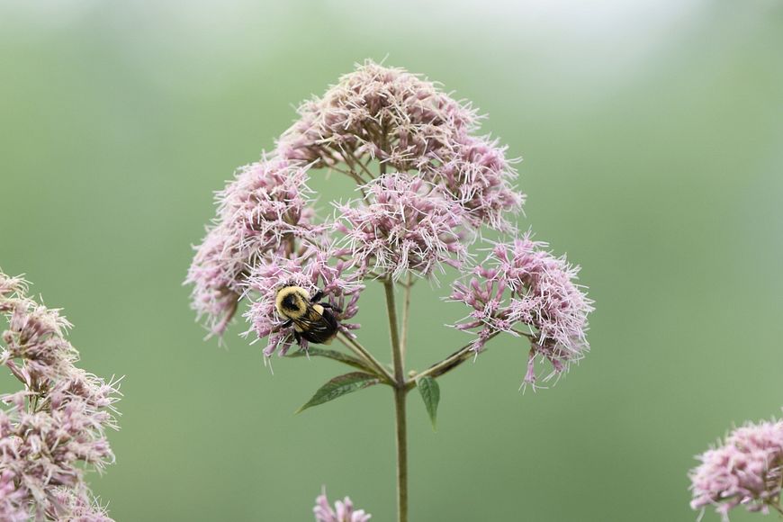 Six Wisconsin Schools Get Pollinator Grants