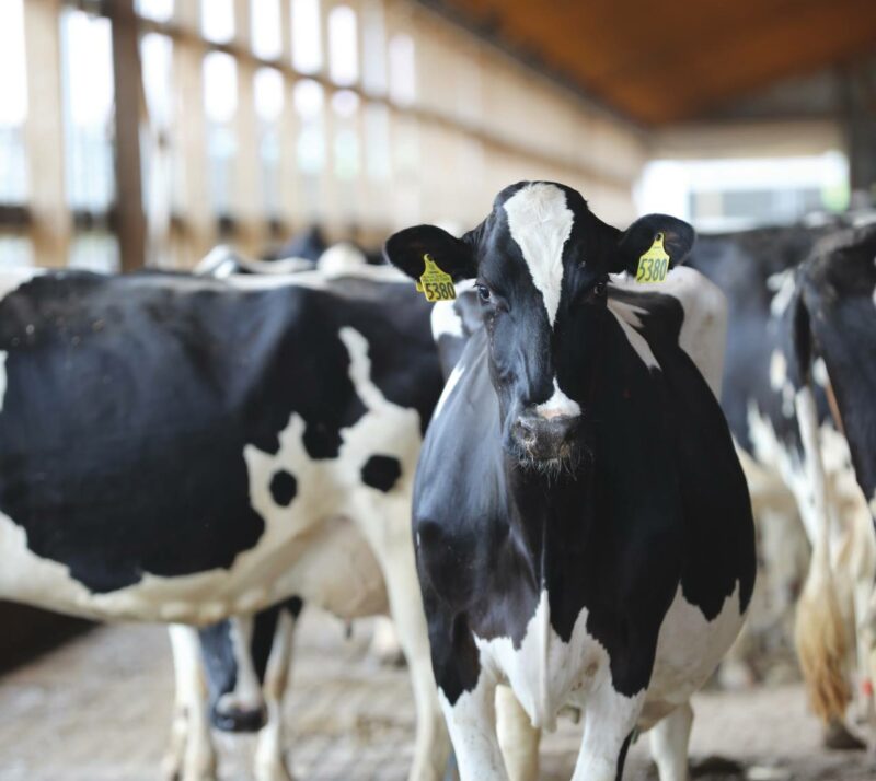 Dairy Farm Resiliency Act Introduced