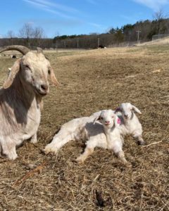 Goats Combat (Eat) Invasive Species