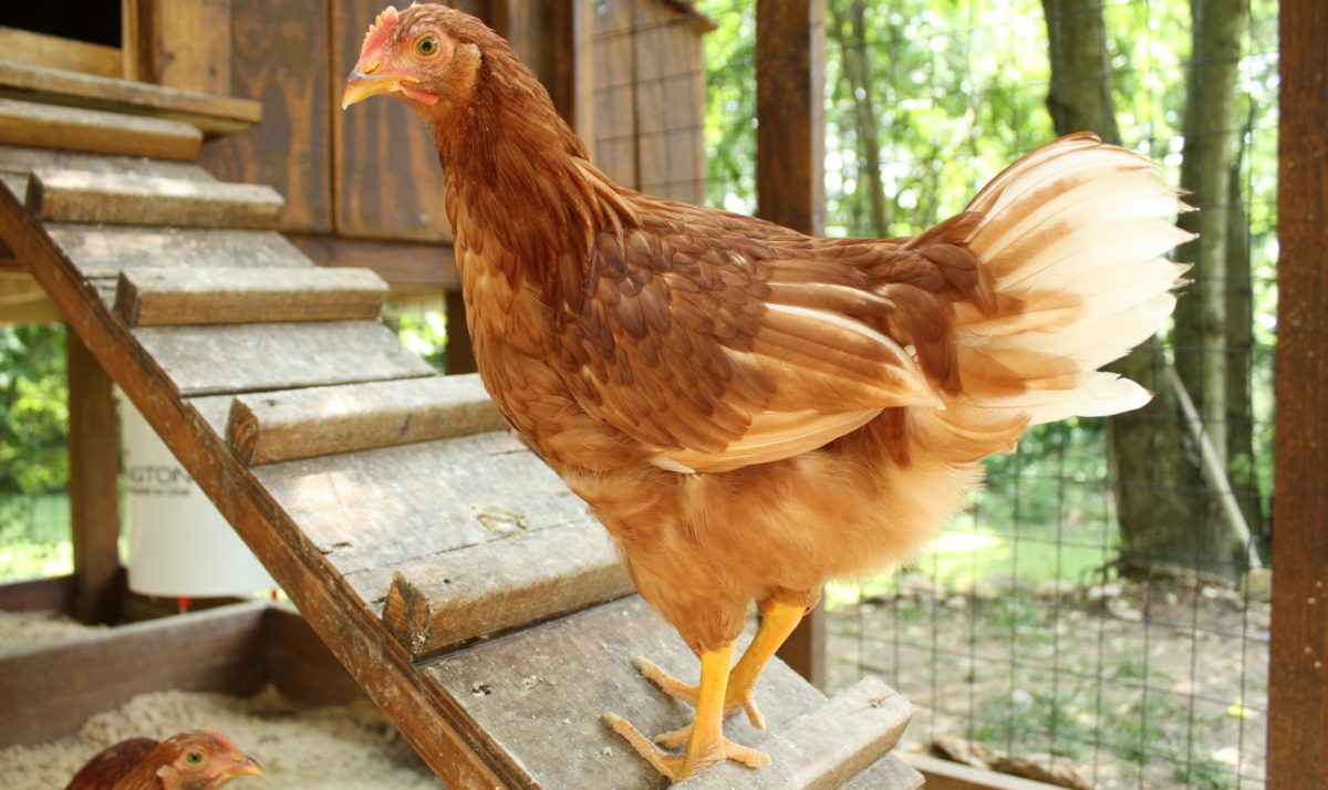 Poultry Movement Ban Lifted